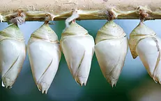 Nested Forms with Cocoon
